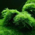 Java Moss Aquarium Plant Seeds. 