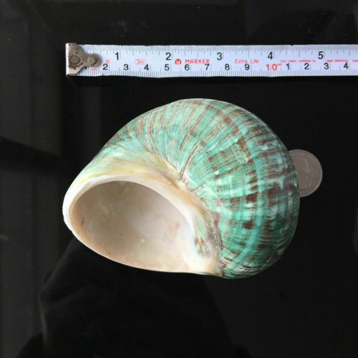 10CM%20Green%20Turbo%20Natural%20Rare%20Sea%20Shell%20Conch%20Stunning%20Healing%20Decor%20Ocean%201Pcs%20-%20Image%208