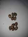 10 Castor oil seeds 100percent germinate for grow caster plant Eranda ( Riccinus communis ) castor been arand treeuse for many purpose. 