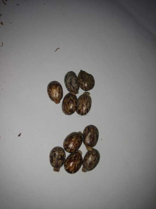 10%20Castor%20oil%20seeds%20100percent%20germinate%20for%20grow%20caster%20plant%20Eranda%20(%20Riccinus%20communis%20)%20castor%20been%20arand%20treeuse%20for%20many%20purpose%20-%20Image%208