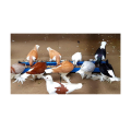 Bird Feeding Tray, Bird Feeder ,Metal Feeding Tray, Poultry, Hen , Pigeon, 2ft. 