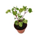 Iresine Herbstii BeafSteak Garden-Plant |Best for Seed Garden & Home Decoration|. 