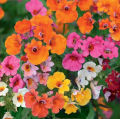 Nemesia Carnival Mix Flower Seeds  (Strumosa) Home Kitchen Gardening Seeds. 