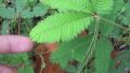 Mimosa Pudica Chui Mui Sensitive Plant Seeds. 