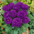 Aster Milady Mix Flower Seeds, Home Kitchen Gardening. 