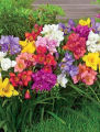 Freesia Royal Champion MixTypeSeason, Estimated Seeds: 15Plant Height: 16 inch Cut flower strain with large open flowers and strong stems- By Extreme Doers,. 