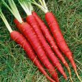 Red Carrot OP Seeds (100 seeds pack). 