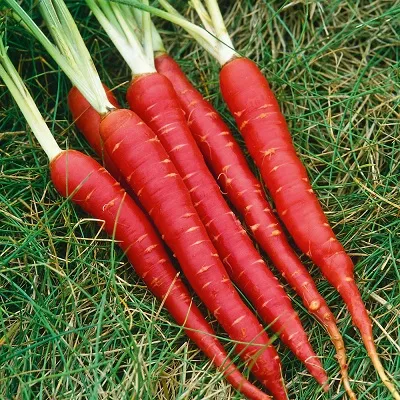 Red%20Carrot%20OP%20Seeds%20(100%20seeds%20pack)%20-%20Image%202