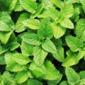 Mint spearmint  seeds , Organic Spearmint Seeds , Fresh Mint Seeds , Mint Herb Seeds , Spearmint Herb Seeds ,( Podina) Seeds Best Quality Seeds Pack. 