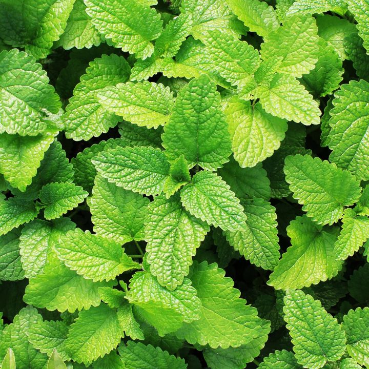 Mint%20spearmint%20%20seeds%20,%20Organic%20Spearmint%20Seeds%20,%20Fresh%20Mint%20Seeds%20,%20Mint%20Herb%20Seeds%20,%20Spearmint%20Herb%20Seeds%20,(%20Podina)%20Seeds%20Best%20Quality%20Seeds%20Pack%20-%20Image%202