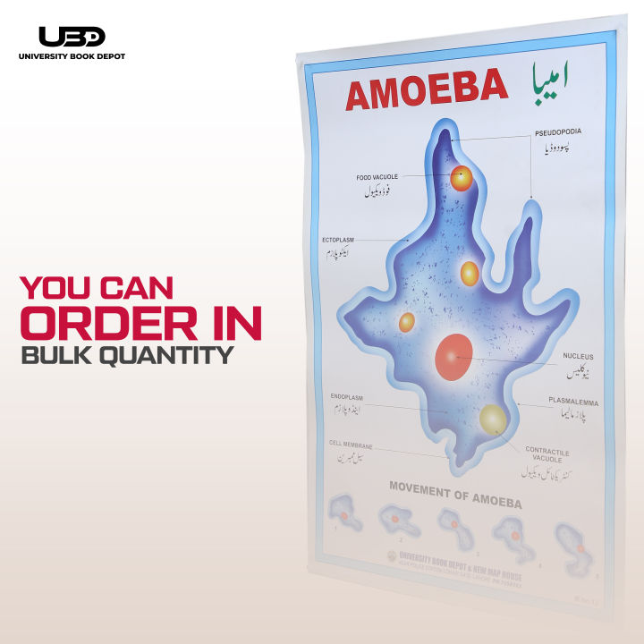 Structure%20and%20Classification%20Of%20Amoeba%20Wall%20Poster%20%7C%20%20Unicellular%20Organism%20Amoeba%20Diagram%20Wall%20Chart%20%7C%20HD%20Picture%20presentation%20on%20200-gram%20Card%2020*30%20inches%20-%20Image%208