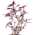Pseuderanthemum plant. 