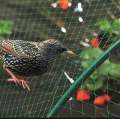 Anti Bird Net - 6 feet by 30 feet - Netting for Protecting Fruit and Vegetable Plants. 