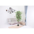 Imported artificial Ficus tree with black Planter. 