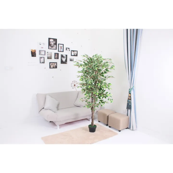 Imported%20artificial%20Ficus%20tree%20with%20black%20Planter%20-%20Image%205