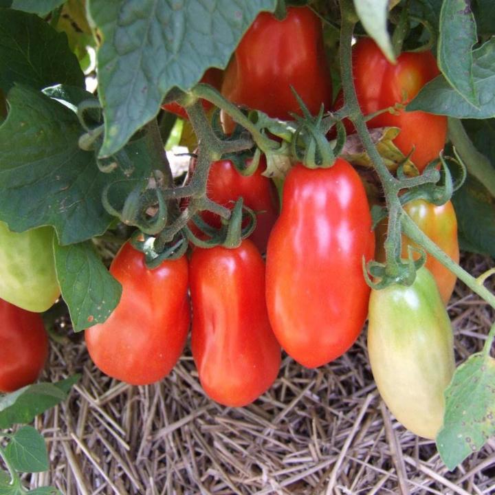 marzano tomato seeds 60gm