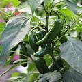 Pepper Jalapeno Vegetable Seeds. 
