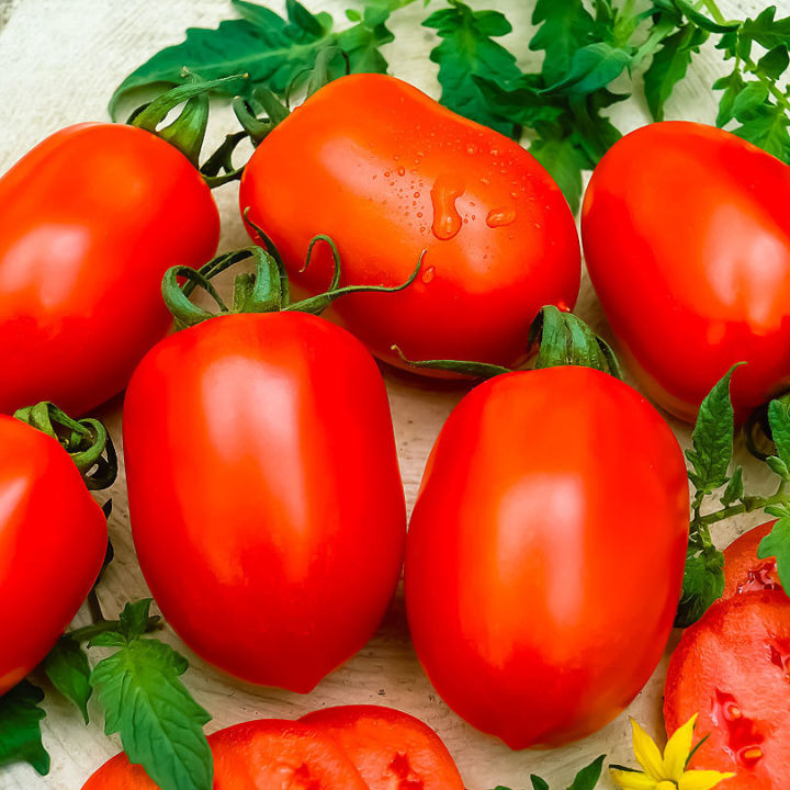 Qty%2040+%20Tomato%20Seeds%204%20Varieties%20Vegetable%20Kitchen%20Gardening%20-%20Image%204