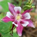 Rose Star Columbine Flower Seeds. 