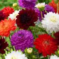 All in One Winter Flowering Imported Seeds Pack. 