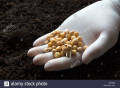 Peas (Mattar) Vegetables Seeds - Seeds Vegetables Packet - Excellent Germination - Healthy Vegetable. 