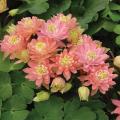 Clementine Salmon Rose Columbine Flower Seeds. 