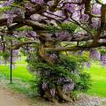 Bonsai Wisteria Purple Tree Seeds. 