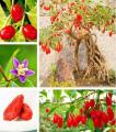 Goji Berry Fruit Seeds. 