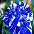 Blue Dragon Rose Flower Seeds. 
