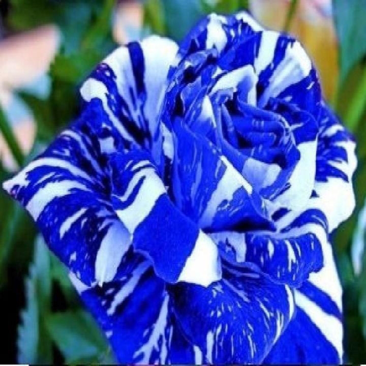 Blue Dragon Rose Flower Seeds