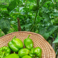 Capsicum /Bell pepper Seeds  (shimla mirch Ke Beej)(شملہ مرچ کا بیج)/hybrid /Germinated/Best Quality/Fast growing/Excellent Germination/High Quality/Healthy Vegetable Seeds/Vegetable/Home/Kitchen/Gardening seeds/beej/Vegetables Seeds Pack. 
