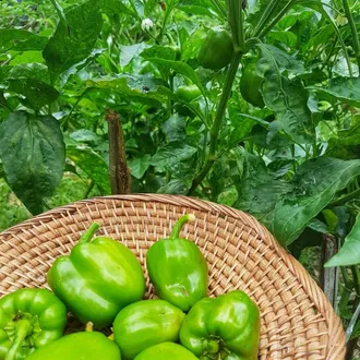Capsicum%20/Bell%20pepper%20Seeds%20%20(shimla%20mirch%20Ke%20Beej)(%D8%B4%D9%85%D9%84%DB%81%20%D9%85%D8%B1%DA%86%20%DA%A9%D8%A7%20%D8%A8%DB%8C%D8%AC)/hybrid%20/Germinated/Best%20Quality/Fast%20growing/Excellent%20Germination/High%20Quality/Healthy%20Vegetable%20Seeds/Vegetable/Home/Kitchen/Gardening%20seeds/beej/Vegetables%20Seeds%20Pack%20-%20Image%202