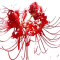 4 Bulb Red Lycoris Radiata (Spider Lily Red). 