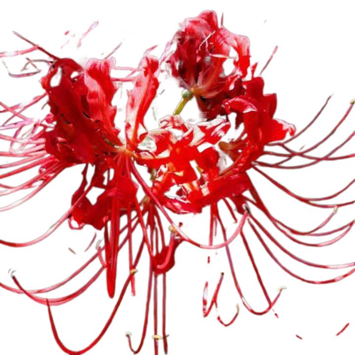 4 Bulb Red Lycoris Radiata (Spider Lily Red)