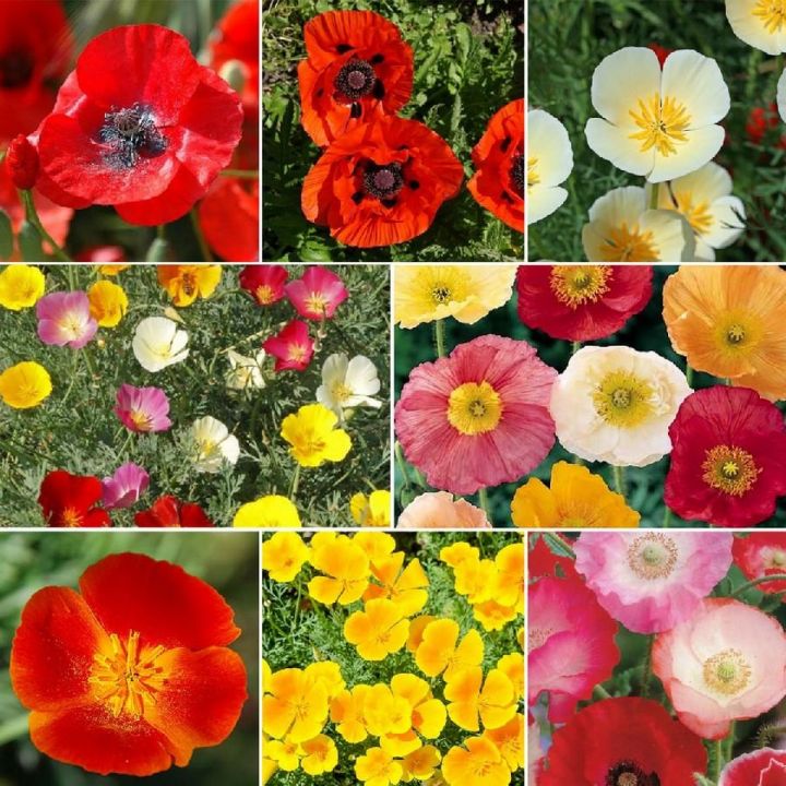 200+ Poppy Flower Seeds (Khashkhash) - Home Kitchen Gardening