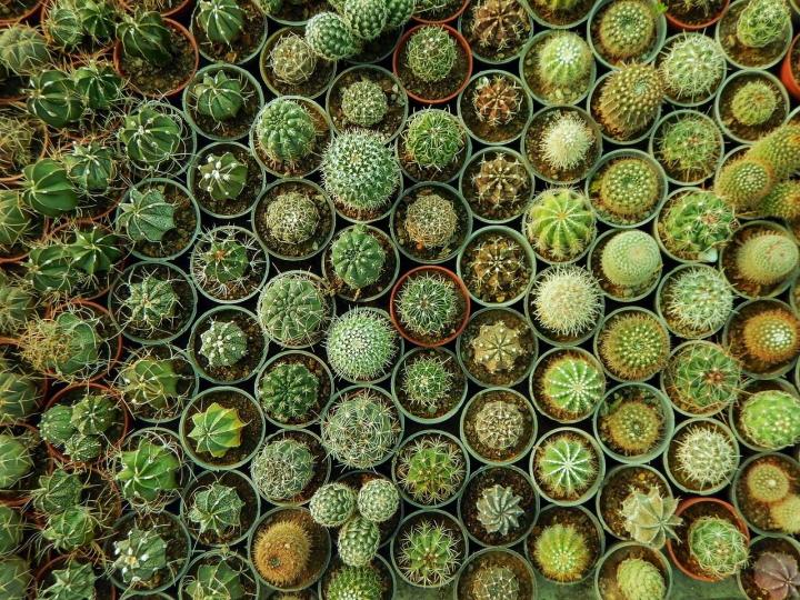 Qty%2020+%20Fresh%20Cactus%20Seeds%20Different%20Species%20Mix%20Star%20Cactus%20Succulent%20Plant%20-%20Image%204