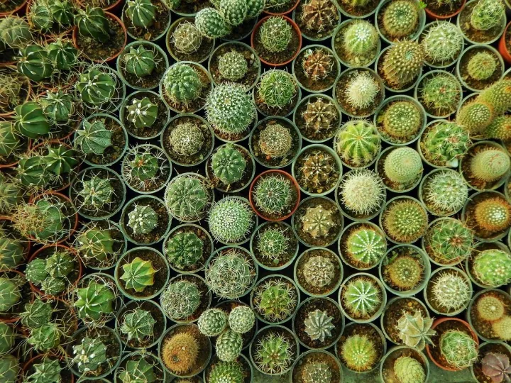 Qty%2020+%20Fresh%20Cactus%20Seeds%20Different%20Species%20Mix%20Star%20Cactus%20Succulent%20Plant%20-%20Image%204