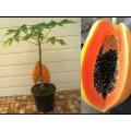 10Pcs Red Dwarf Papaya Seeds. 