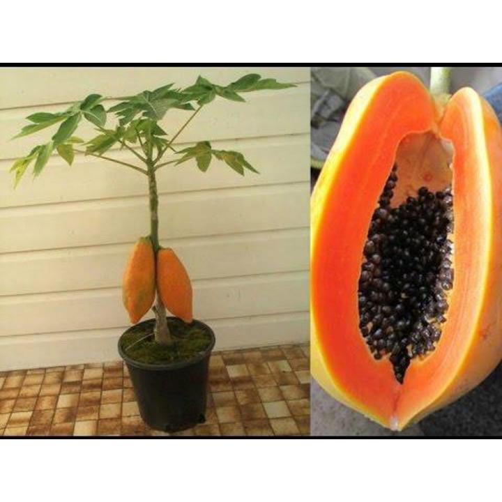 10Pcs Red Dwarf Papaya Seeds