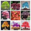 Rare Bonsai Mix Maple Tree Seeds. 