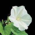 Moonflower seeds Beautiful white flower (BY HK DEALER). 