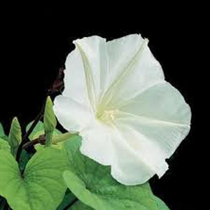 Moonflower seeds Beautiful white flower (BY HK DEALER)