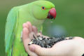 Sunflower Seeds For Household and Birds. 