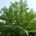 50+ Tree of Heaven - Ailanthus Altissima Tree Seeds Home Kitchen Gardening Seeds. 