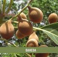 Shudh Online Baheda powder, Bibhitaki, Bahera, Tanikaya (100Grams) for Hair Growth and Eating (Beleric Myrobalan). 