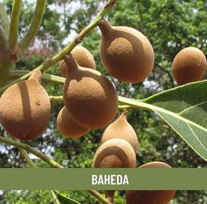 Shudh%20Online%20Baheda%20powder,%20Bibhitaki,%20Bahera,%20Tanikaya%20(100Grams)%20for%20Hair%20Growth%20and%20Eating%20(Beleric%20Myrobalan)%20-%20Image%203