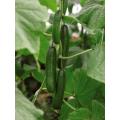 Cucumber (کھیرا,Khera) F1, Summer Vegetable Seeds. 
