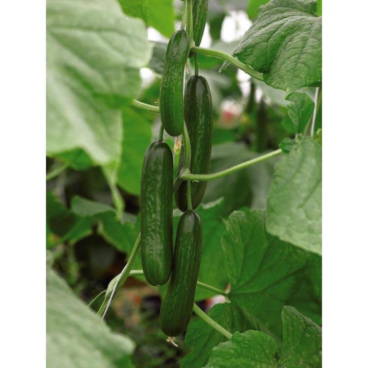 Cucumber (کھیرا,Khera) F1, Summer Vegetable Seeds