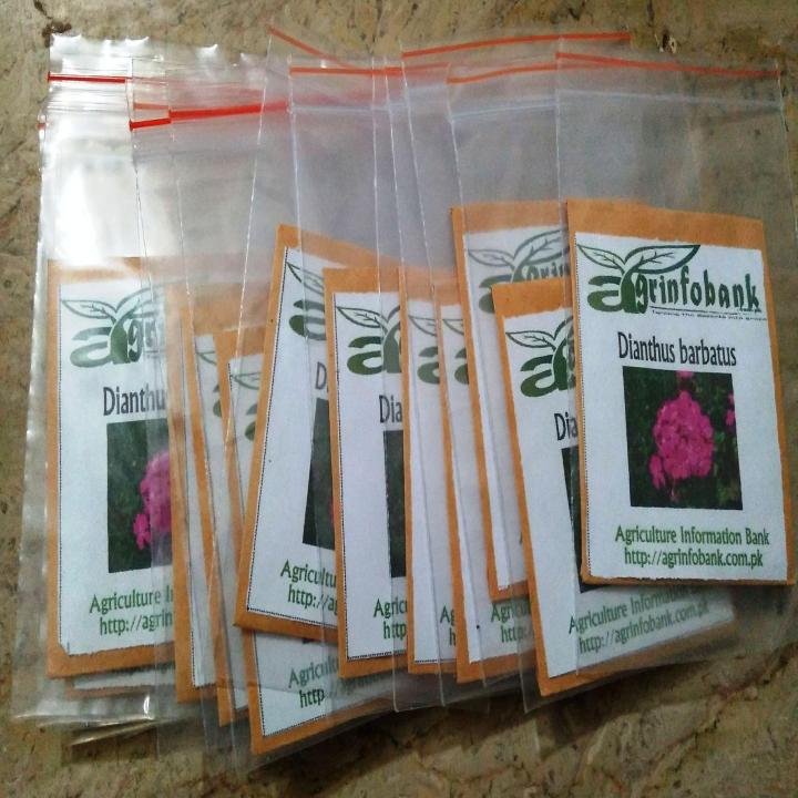 Dianthus%20barbatus%20Winter%20flower%20seeds%20-%20Image%203