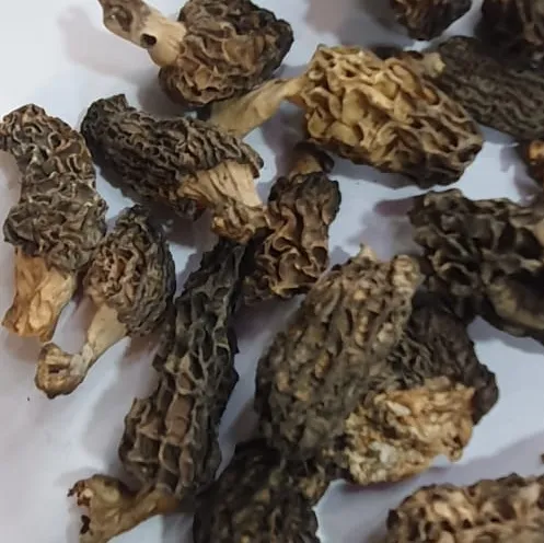 Morel%20Mushroom,%20Gucchi,%20Mushroom%20100grams%20-%20Image%205